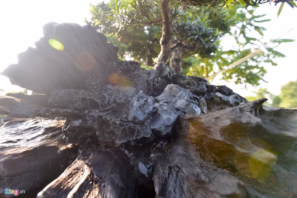 Gốc cây sao đen nặng 8 tấn, vốn là cây cổ thụ bị đổ xuống dòng suối và bị nước bào mòn qua nhiều năm. Giá trị của nguyên gốc cây này khoảng 300 triệu đồng.