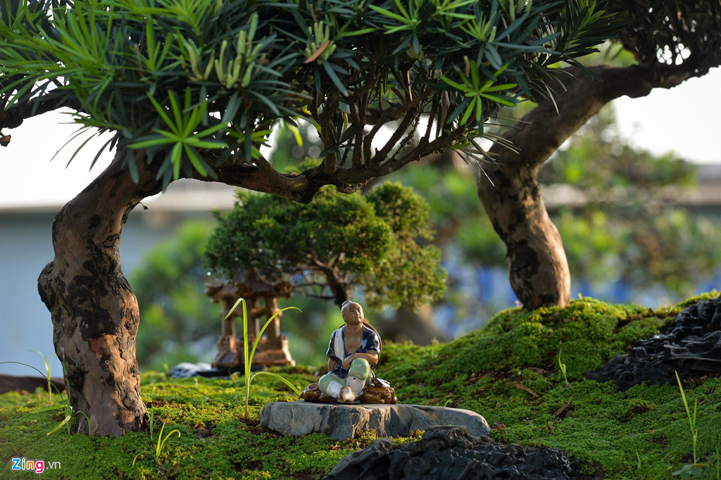 Sau đó, mất khoảng 2 tháng nữa để tính toán bố trí các cây tùng la hán sao cho phù hợp. Các cây tùng được sử dụng có tuổi đời từ khoảng 20 năm đến 65 năm. Giá trị riêng của phần cây đã lên đến khoảng 400-500 triệu đồng.