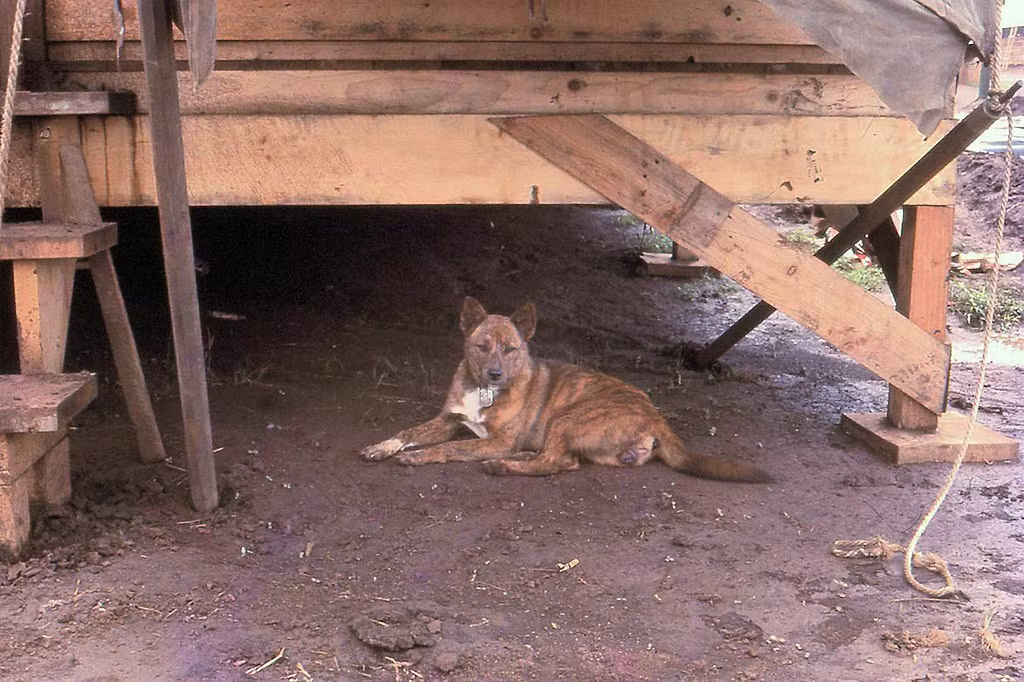 Chú chó nằm nghỉ dưới gầm một khu nhà trong căn cứ.