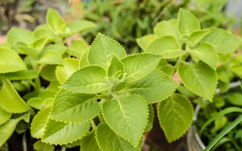 Chống ung thư: Thân cây húng chanh rất giàu chất chống oxy hóa và có khả năng làm sạch các gốc tự do giúp ức chế sự tăng sinh của các tế bào ung thư.