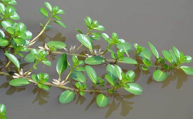 Rau dừa nước cũng là một loại cây trước kia chỉ dành cho lợn ăn nhưng nay muốn mua phải xếp hàng chờ.