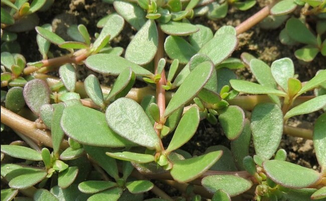 Đầu tiên phải kể đến rau sam, đây là loại rau thân mọng nước, có nguồn gốc từ Ấn Độ và Trung Đông. 