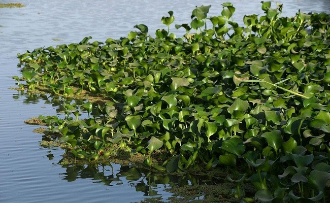 Hiện nay, bèo tây không những được rất nhiều bà nội trợ săn lùng để chế biến làm món ăn mà còn được dùng làm thuốc chữa bệnh.