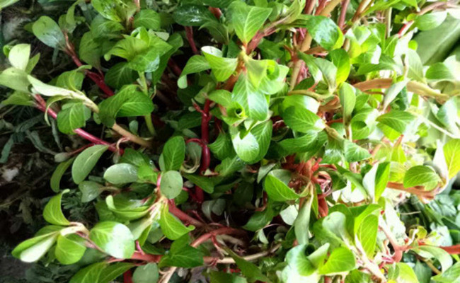 Theo y học cổ truyền, rau dừa nước vị ngọt nhạt, tính hàn có tác dụng thanh nhiệt, giải độc, lợi tiểu, tiêu thũng. Trong rau dừa nước có chứa các thành phần flavonoid, tanin, chất nhầy, nhiều muối, kali, natri.