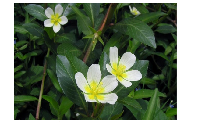 Trên các chợ mạng, loại rau này đang được rao bán với giá từ 120.000 - 150.000 đồng/kg, khách muốn mua thì phải đặt trước mới có hàng.