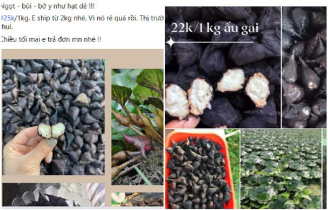 Cu au kha ran, ruot au trang tinh, ngot ngay lam bon tre thich me-Hinh-4