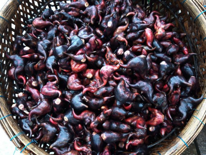 Cu au kha ran, ruot au trang tinh, ngot ngay lam bon tre thich me-Hinh-3