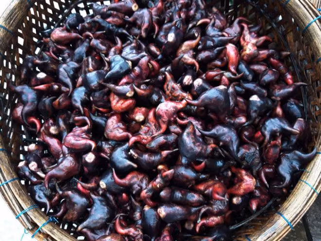 Cu au kha ran, ruot au trang tinh, ngot ngay lam bon tre thich me-Hinh-3