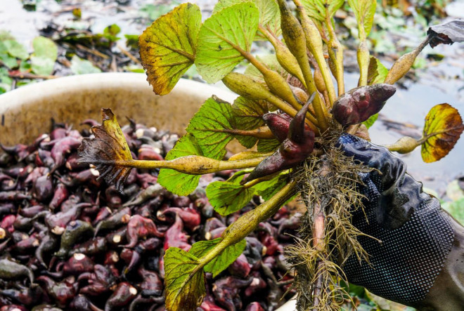 Cu au kha ran, ruot au trang tinh, ngot ngay lam bon tre thich me-Hinh-2