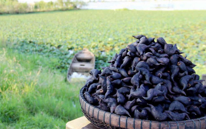 Cu au kha ran, ruot au trang tinh, ngot ngay lam bon tre thich me