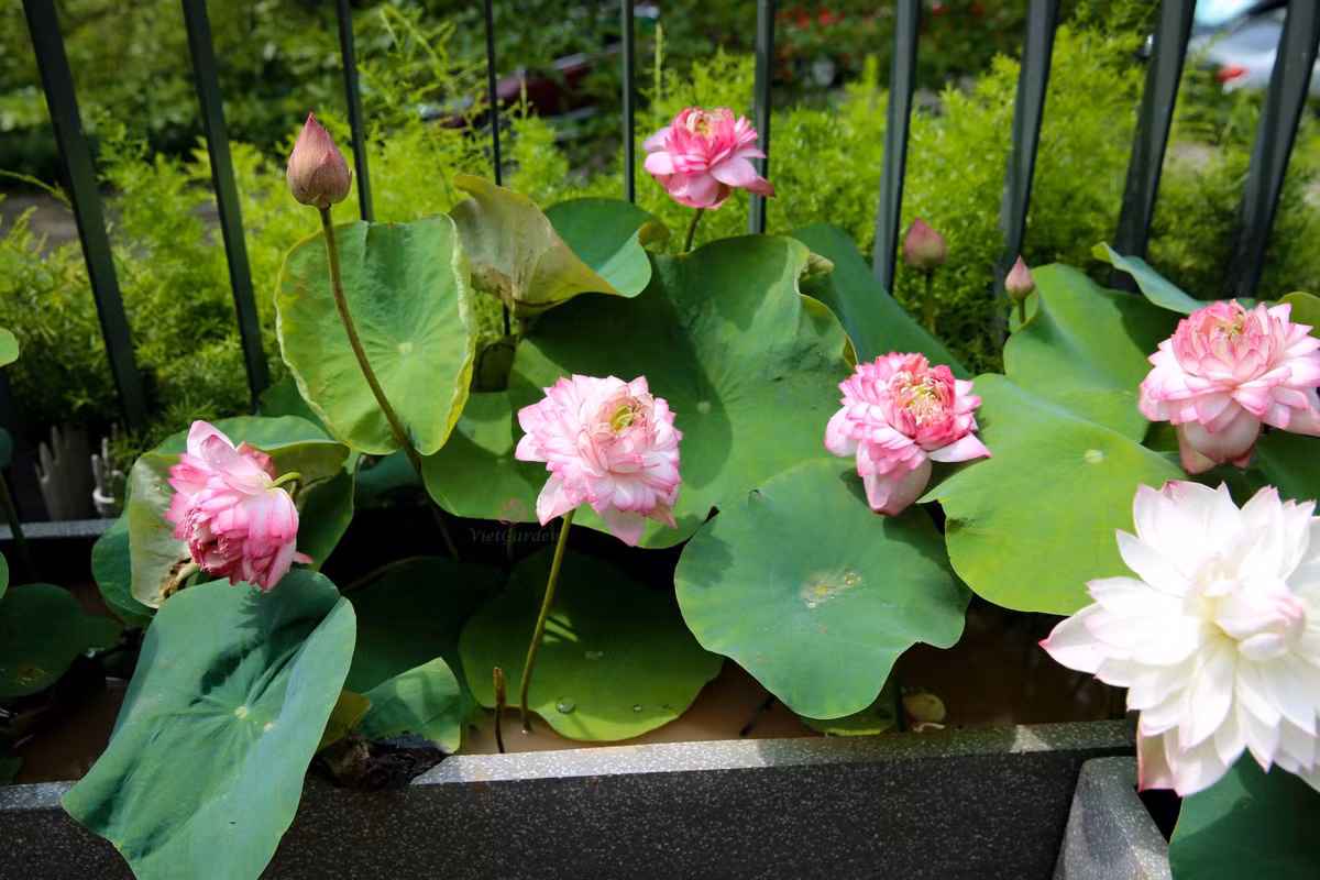 Me man dam sen tren ban cong cua me tre Ha thanh-Hinh-10