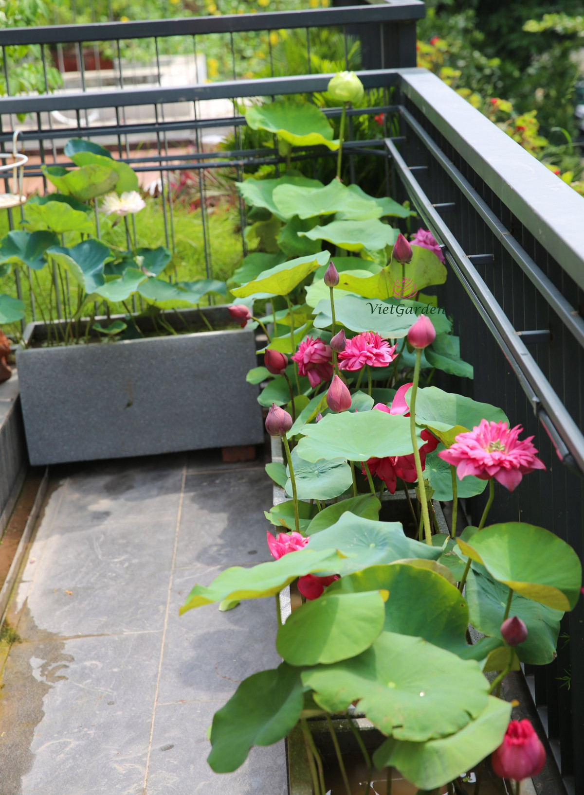 Me man dam sen tren ban cong cua me tre Ha thanh-Hinh-3