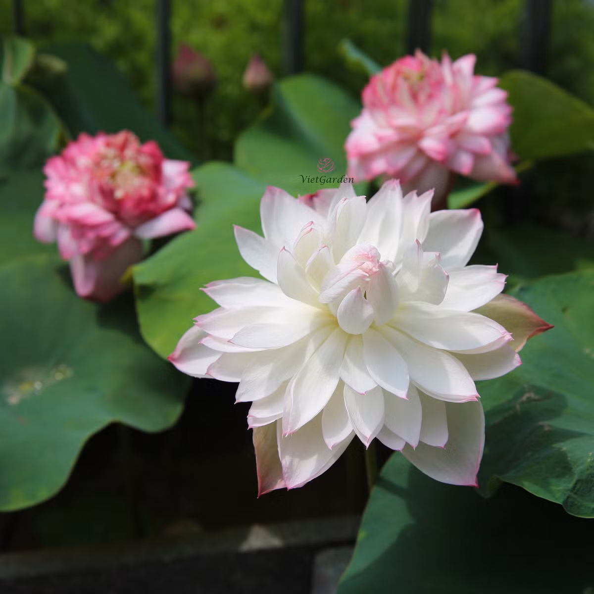 Me man dam sen tren ban cong cua me tre Ha thanh-Hinh-9