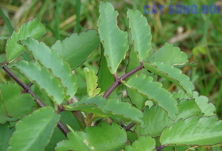 Loai cay 12 con giap nen trong de giam am khi, dac tai loc-Hinh-4