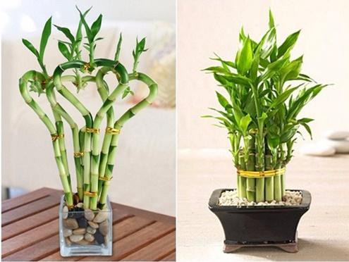 Loai cay 12 con giap nen trong de giam am khi, dac tai loc-Hinh-2