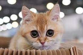 Đồng thời, người tuổi Mão sẽ thấy rằng chỉ cần mình giỏi và đủ năng lực thì họ có thể tự lực cánh sinh mà không cần phải lôi kéo, ép buộc ai theo mình, làm điều họ không thích.