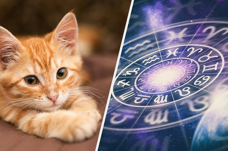 Tháng 8, con giáp tuổi Mùi hãy nghiến răng và tự lực cánh sinh, bạn sẽ đạt được điều ước, sống sót qua thời kỳ khó khăn, kiếm tiền và có cuộc sống ngày càng sung túc hơn. * Thông tin trong bài mang tính tham khảo, chiêm nghiệm.