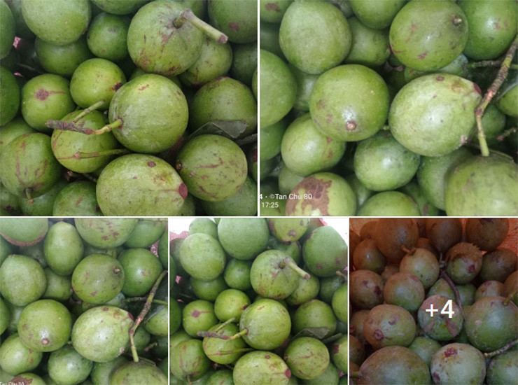 Miền Bắc có nhiều loại quả chua, mỗi quả có một đặc trưng riêng.