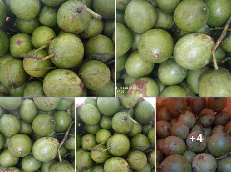 Miền Bắc có nhiều loại quả chua, mỗi quả có một đặc trưng riêng.