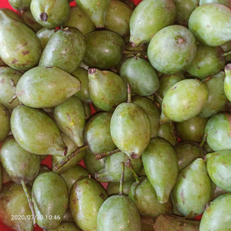 Quả tươi rửa sạch rồi cho vào bếp than nướng đến khi vỏ ngả sang vàng để bớt nhựa, sau đó tách ra bỏ phần hạt đi, dùng phần cùi để chế biến.