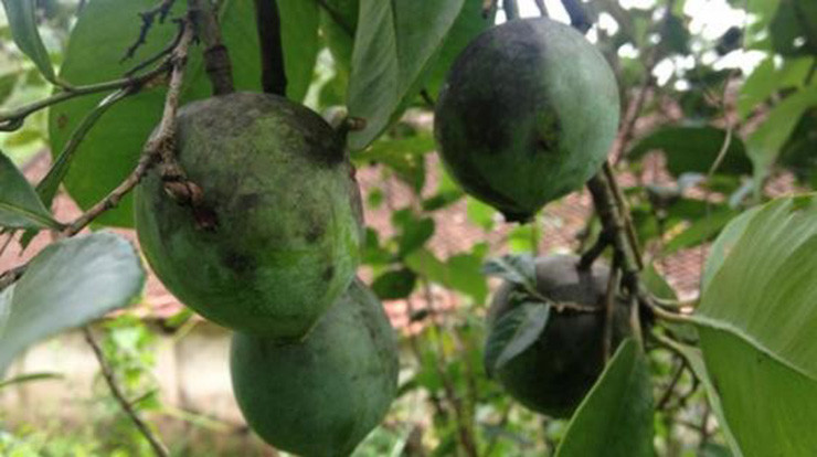 Nếu không biết cách làm, khi nấu quả dọc phần nhựa sẽ làm vàng nồi, vàng tay, ăn xong bị vàng răng.