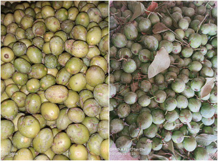 Trước đây, quả dọc chín rụng đầy rừng, bà con thỉnh thoảng vào nhặt về để nấu canh chua.