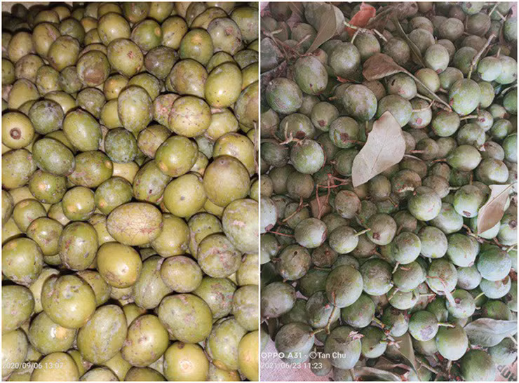 Trước đây, quả dọc chín rụng đầy rừng, bà con thỉnh thoảng vào nhặt về để nấu canh chua.