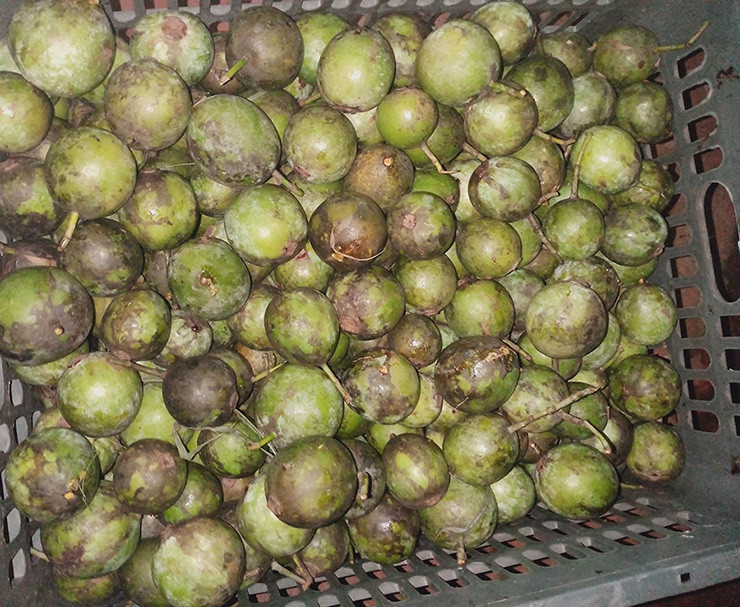 Ở chợ dân sinh, chợ mạng, dọc được bán với giá 50.000-80.000 đồng/kg, số lượng có hạn.