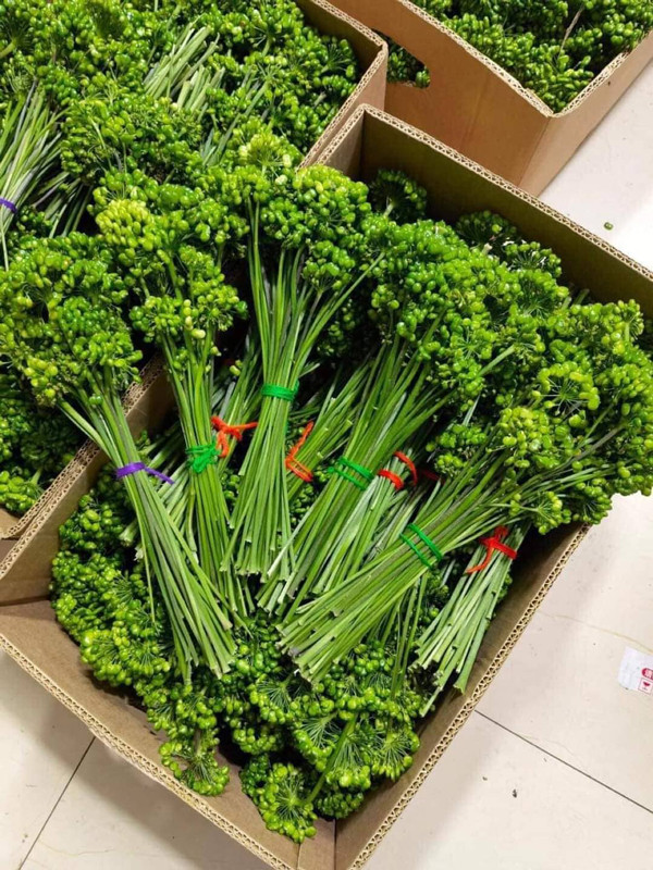 Ky la loai hoa gia 8 trieu/kg, khach van xuong tien mua ngam ruou-Hinh-2