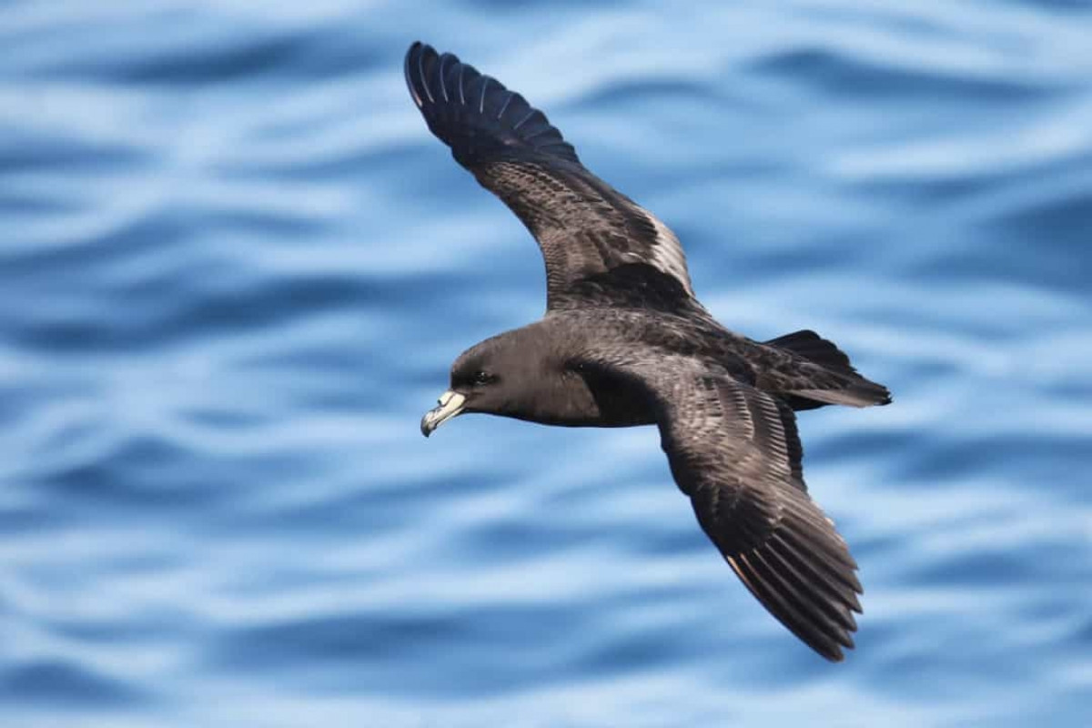 Bộ lông, chân và mỏ của petrel (chim biển mũi ống) toàn bộ là màu đen, ngoại trừ một phần mỏ có màu nhạt hơn. Petrel đen chỉ làm tổ ở New Zealand, sinh sản trên đảo Great Barrier và đảo Little Barrier, ngoài khơi Đảo Bắc.