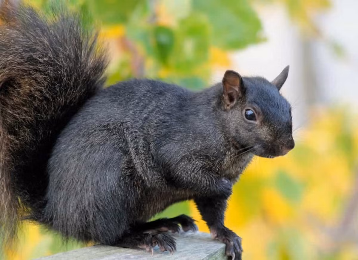 Sóc đen xuất hiện phần lớn trên khắp Bắc Mỹ và Anh. Vẻ ngoài đặc biệt của loài động vật này là do sự lai tạo giữa sóc xám và sóc cáo miền Đông.