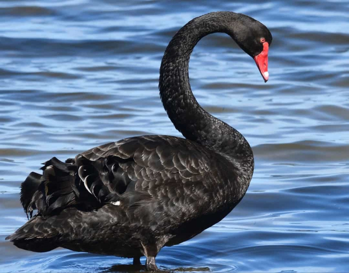 Thiên nga đen. Sở hữu vẻ ngoài xinh xắn và duyên dáng, thiên nga đen thường sinh sống ở các vùng đầm lầy phía Tây Nam và Đông Australia, và trên khắp Tasmania. Phần mỏ màu đỏ tươi của thiên nga đen mang lại sự tương phản nổi bật với bộ lông đen tuyền của loài động vật này.