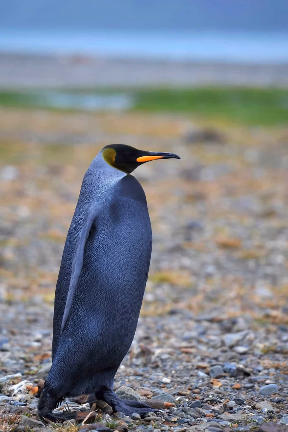 Trong ảnh là một chú chim cánh cụt vua có bộ lông màu đen ở Nam Georgia, một hòn đảo ở phía Nam Đại Tây Dương.