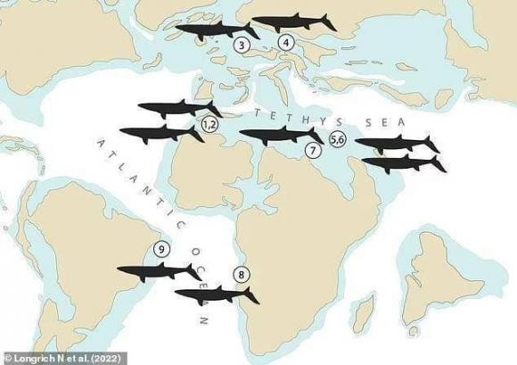 Than lan bien dai 9 met thong tri dai duong 66 trieu nam truoc-Hinh-2