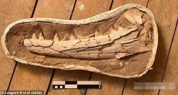 Than lan bien dai 9 met thong tri dai duong 66 trieu nam truoc-Hinh-3