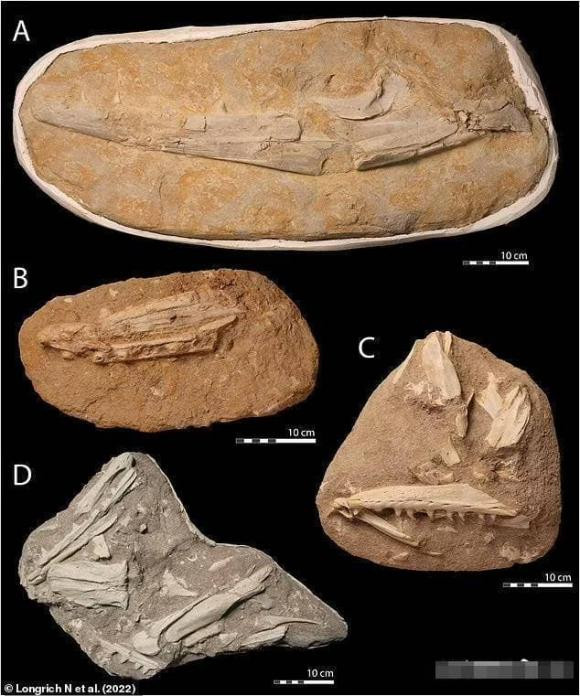 Than lan bien dai 9 met thong tri dai duong 66 trieu nam truoc-Hinh-5