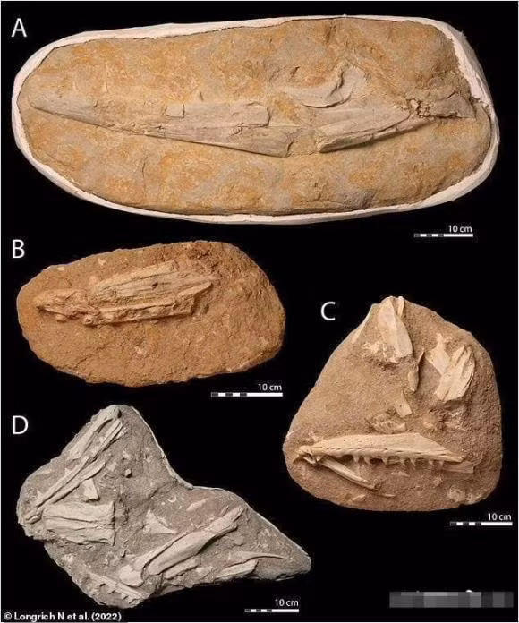 Than lan bien dai 9 met thong tri dai duong 66 trieu nam truoc-Hinh-5