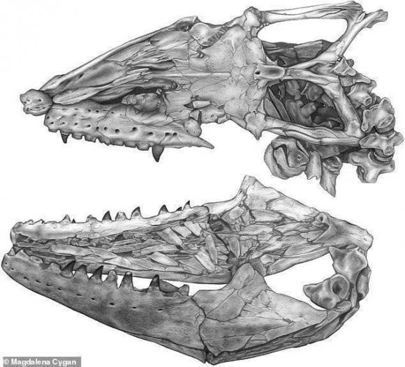 Than lan bien dai 9 met thong tri dai duong 66 trieu nam truoc-Hinh-4