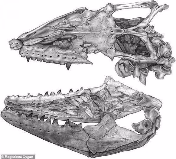 Than lan bien dai 9 met thong tri dai duong 66 trieu nam truoc-Hinh-4