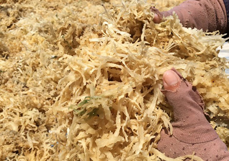 Nhìn từ xa nó nhìn khá giống chân con vịt. Vì thế, loại rau này còn có tên gọi khác là rau câu chân vịt.