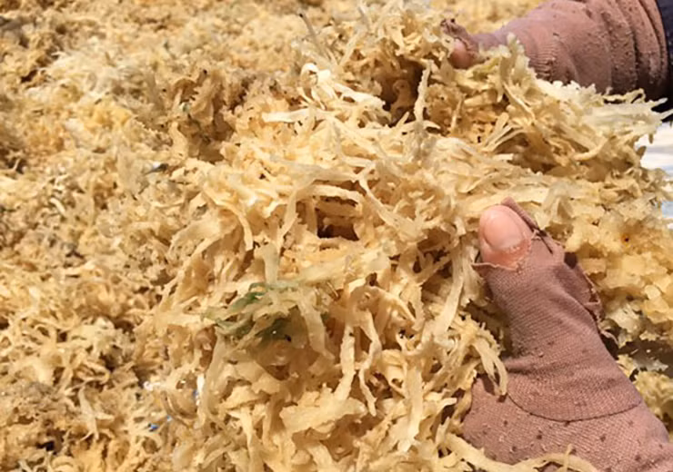 Nhìn từ xa nó nhìn khá giống chân con vịt. Vì thế, loại rau này còn có tên gọi khác là rau câu chân vịt.