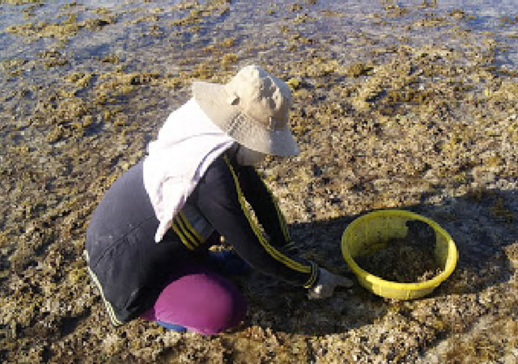 Từ lâu, bà con vùng biển đã gắn bó với nghề khai thác rau đá biển. Khi nước rút, họ bám dần theo con nước đang rút để hái rau đá