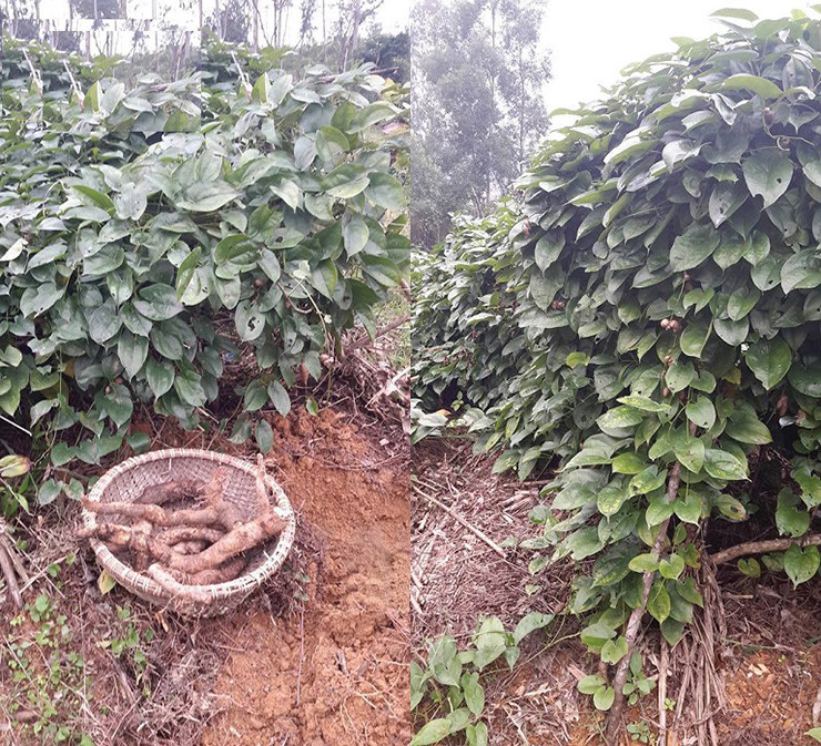 Anh Nguyễn Quốc Tuấn, xã Kim Long, huyện Châu Đức, Vũng Tàu, chia sẻ, trồng củ mài không đòi hỏi kỹ thuật cao, dễ chăm sóc, nhân công ít, nhưng mang lại thu nhập cao.