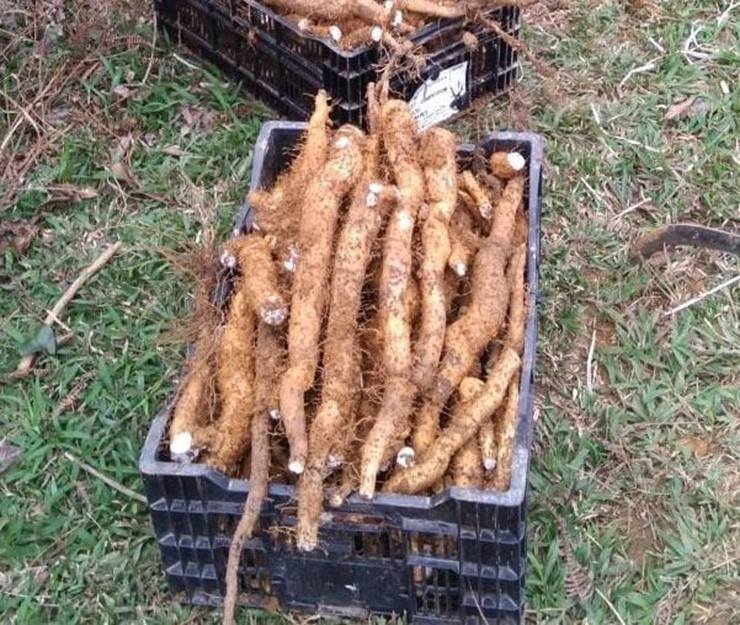 Trước đây, củ mài mọc tự nhiên trên rừng.