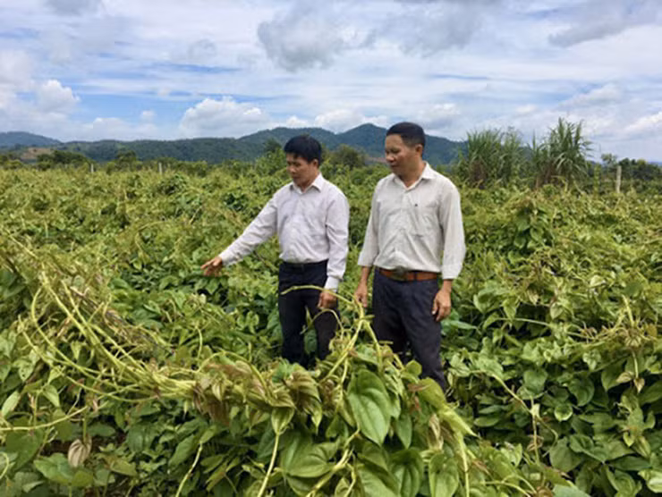 Anh Tuấn cho biết gia đình anh hiện đang có khoảng 14 ha trồng khoai mài. Doanh thu dao động từ 650 triệu đến 800 triệu đồng/ha. Sau khi trừ chi phí đầu tư trực tiếp (không tính tiền thuê đất) cho một ha trồng khoảng 300 triệu thì lợi nhuận không hề nhỏ so với những cây trồng khác.