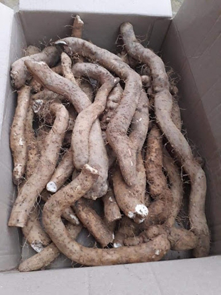 Ở nước ta, củ mài mọc tự nhiên rất nhiều ở các tỉnh miền núi (từ Lai Châu, Hà Giang, Hòa Bình, Quảng trị tới Lâm Đồng, Bình Phước…).