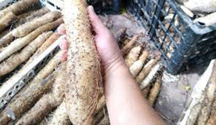 Thời kỳ đói kém, củ mài là một trong những lương thực giúp đồng bào ta. chống đói.