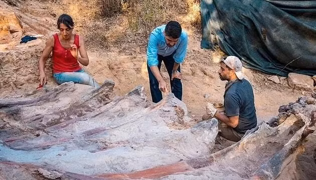 Xay nha moi, nguoi dan ong phat hien hoa thach bo xuong khung long-Hinh-2