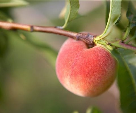 Trái đào: Hiện thân của trường sinh bất lão. Bày một cành đào bằng ngọc bích hoặc treo tranh vườn đào tiên trong phòng khách sẽ giúp kích hoạt nguồn năng lượng trường thọ trong ngôi nhà gia chủ. Trái đào chín là bộ phận có giá trị tượng trưng nhất của cây đào. Cây đào xum xuê trái là lời cầu mong sức khỏe đến mọi thành viên gia đình. Gỗ đào để chống lại những linh hồn quấy phá hoặc yêu ma. Nhưng nhìn chung, bộ phận có giá trị biểu tượng lớn nhất vẫn là quả đào.