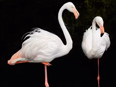 Thiên Tử Hạc (Tranh minh họa).